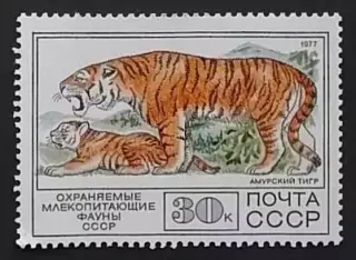 СССР 1977. Фауна СССР. Амурский тигр.