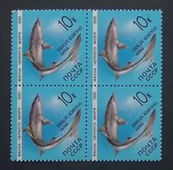 СССР 1991. Фауна Черного моря. Катран. Квартблок.