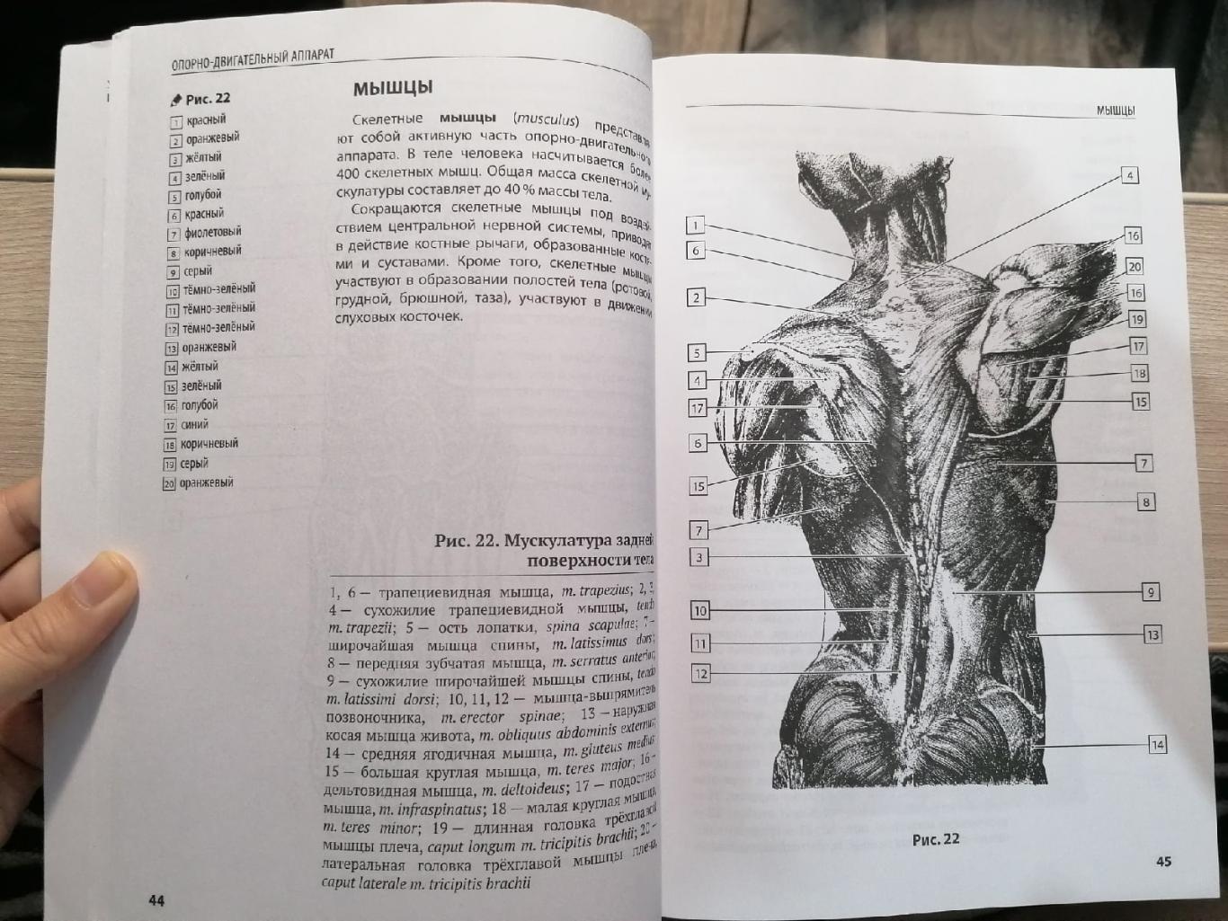 Компактный атлас-раскраска по дисциплине: Анатомия человека Ю.В. Боянович 2