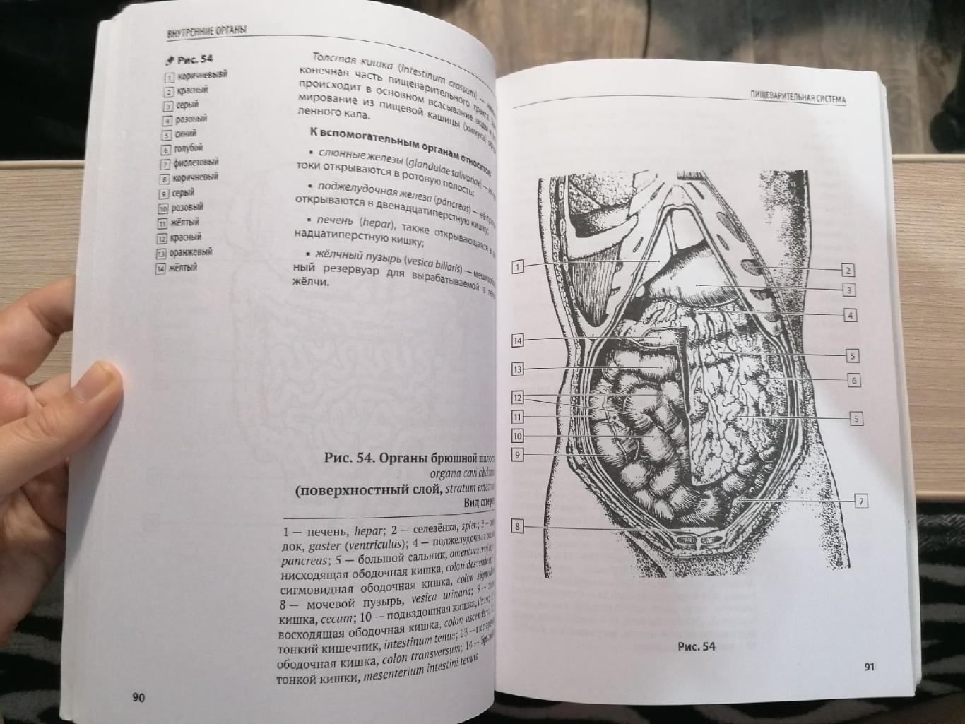 Компактный атлас-раскраска по дисциплине: Анатомия человека Ю.В. Боянович 3