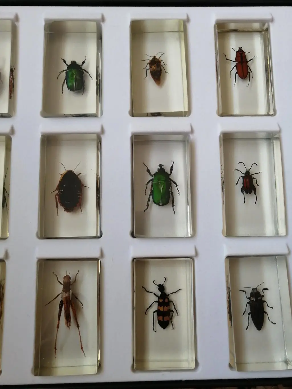 Насекомое из коллекции Насекомые и их знакомые 2