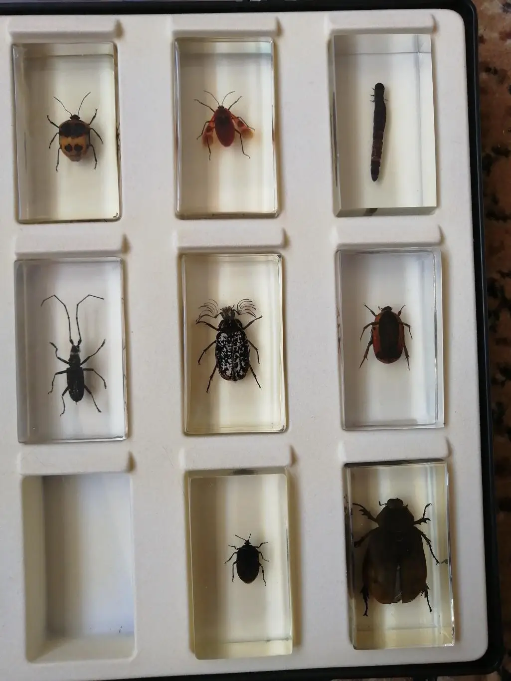 Насекомое из коллекции Насекомые и их знакомые 4