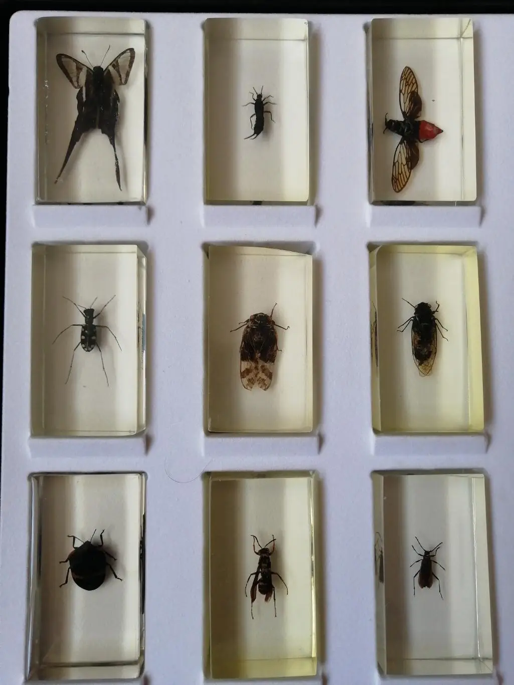 Насекомое из коллекции Насекомые и их знакомые 3