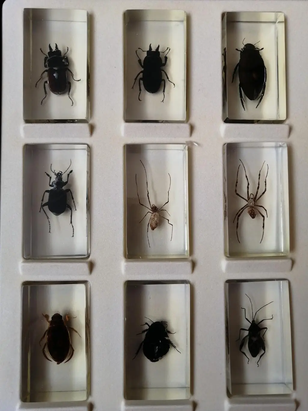 Насекомое из коллекции Насекомые и их знакомые