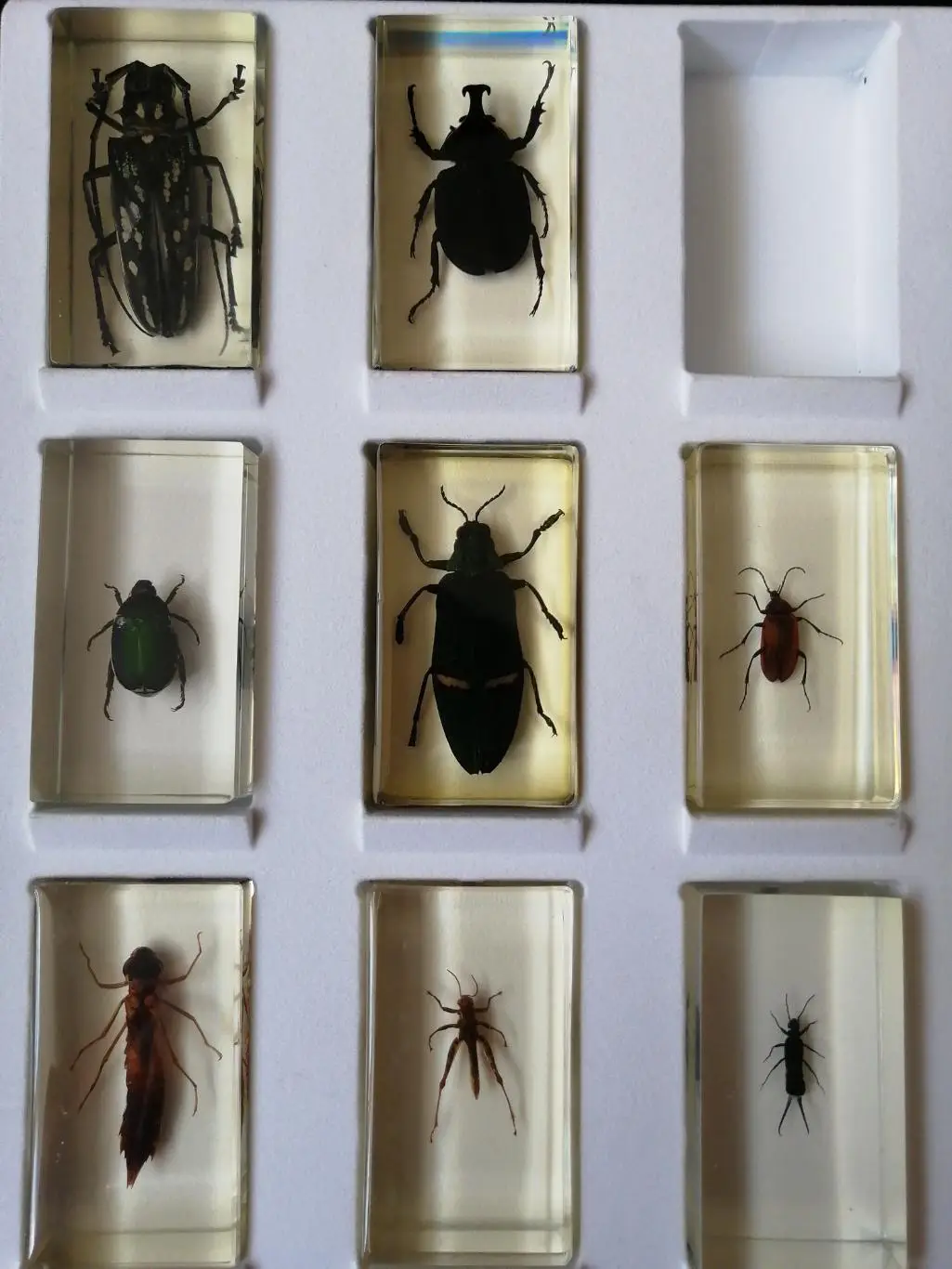 Насекомое из коллекции Насекомые и их знакомые 1