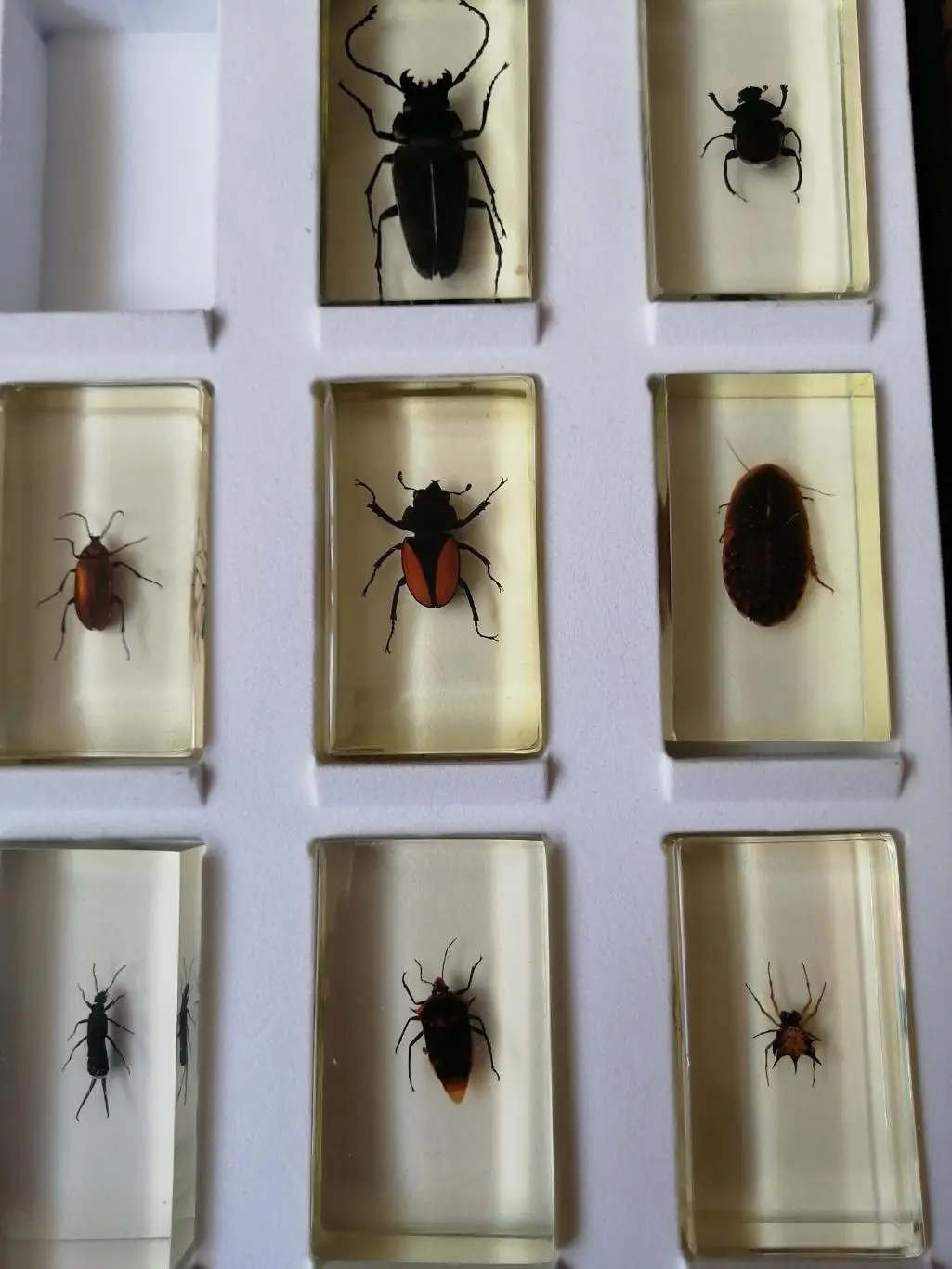 Насекомое из коллекции Насекомые и их знакомые 6