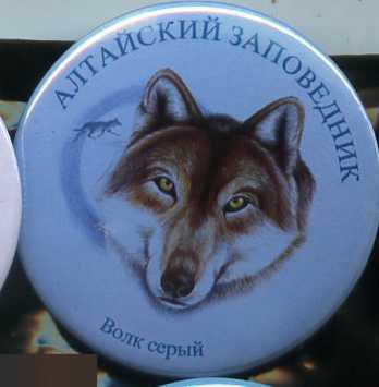 Алтай - Заповедник, волк серый