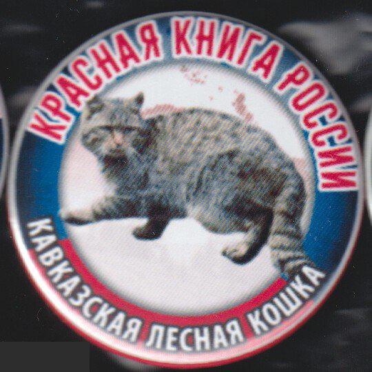 Красная Книга России, кавказская лесная кошка