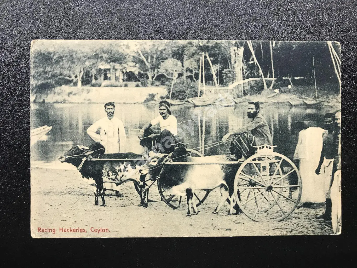Открытка 1910 Racing Hackeries, Ceylon Цейлон Plate & Co фототипы мира