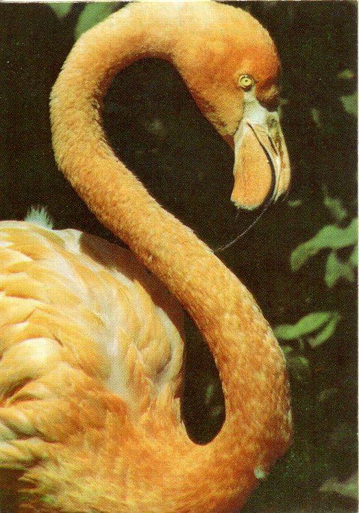 Зоопарк Харьков , 1991