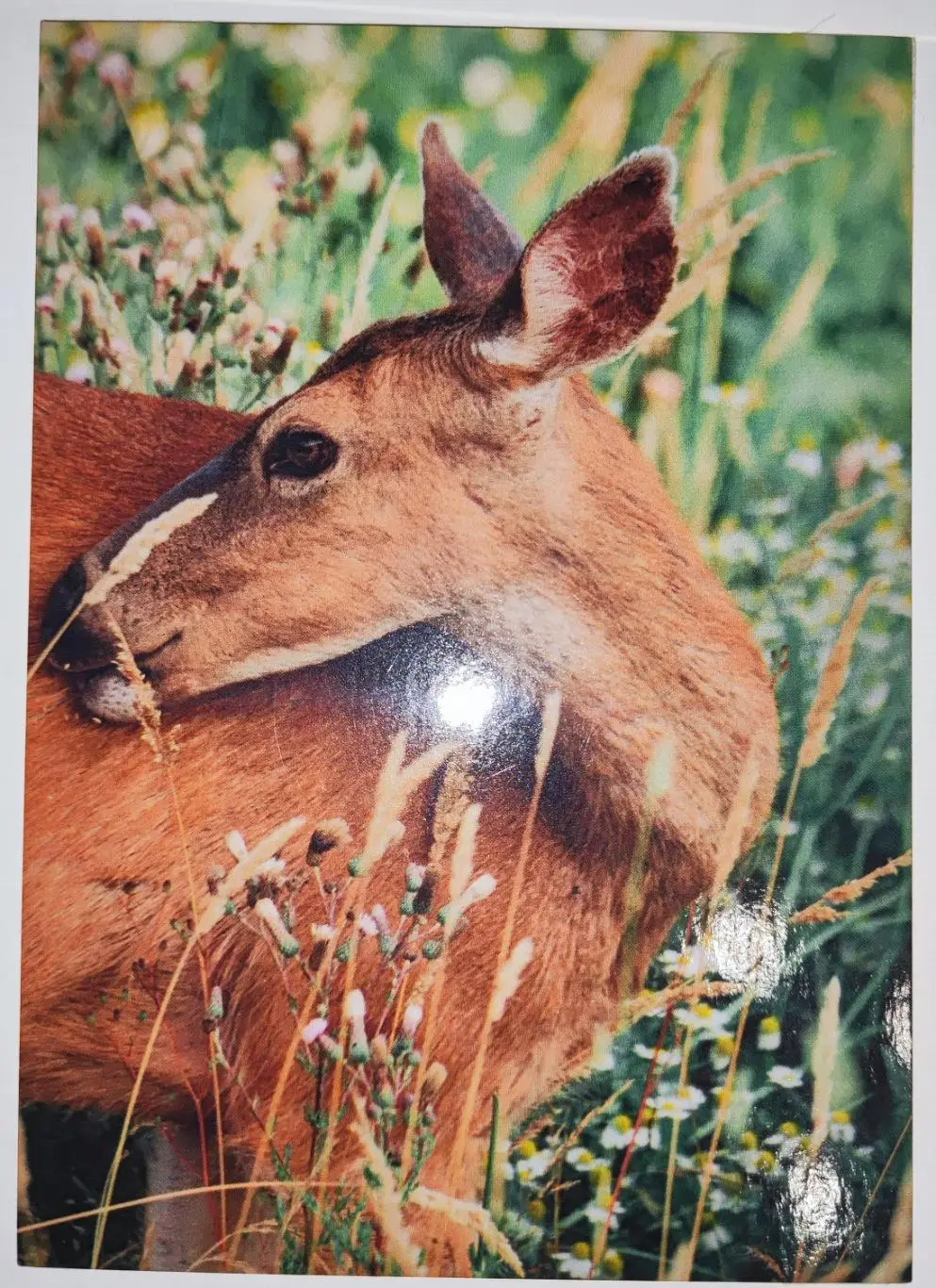 Открытка почтовая - Олень, подписана