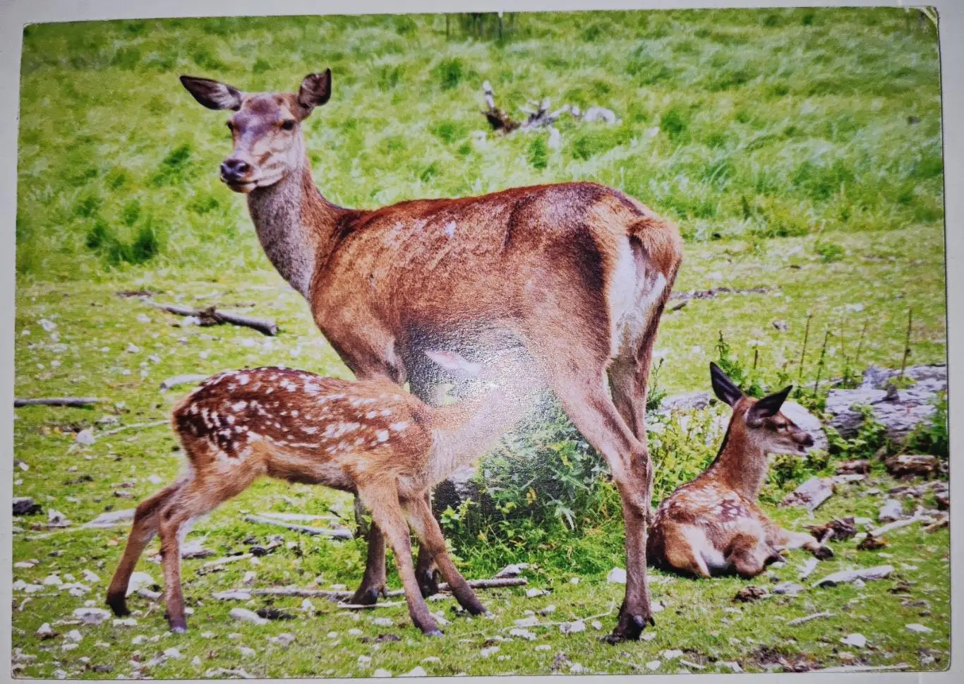 Открытка почтовая - Олень. , подписана