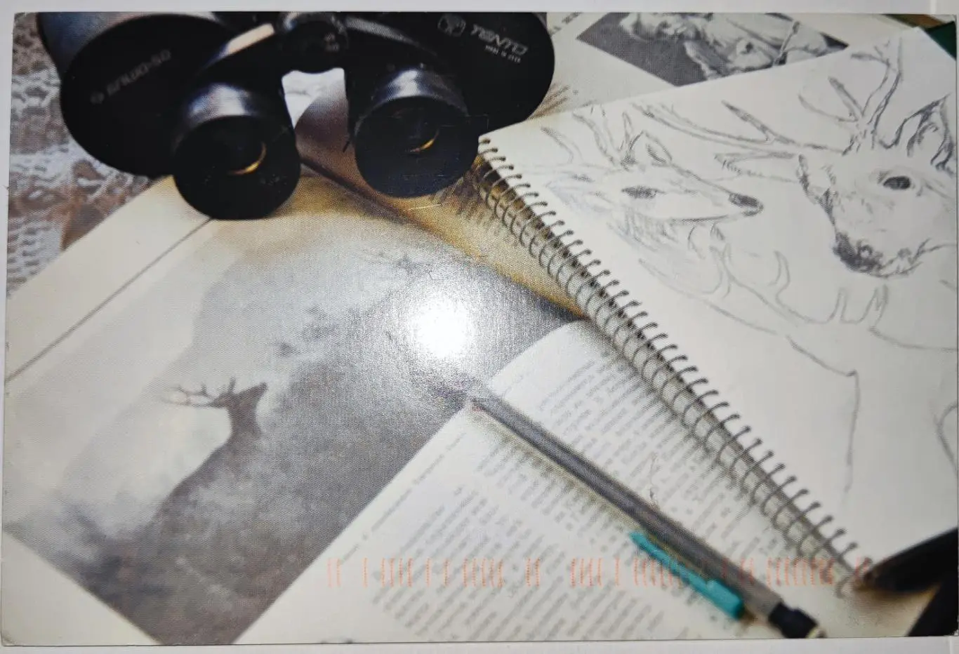 Открытка почтовая - Олени, прошла почту