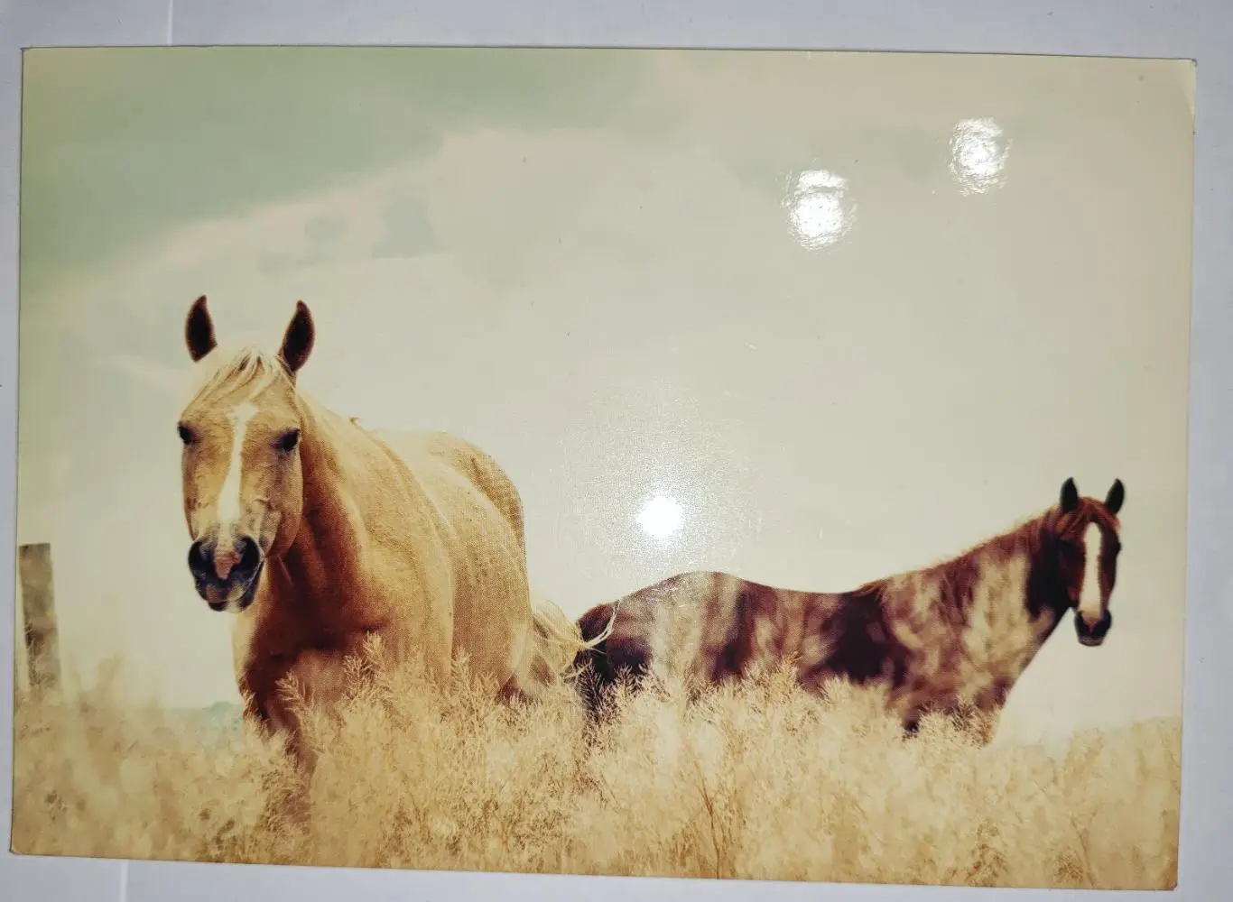 Открытка почтовая - Лошади, прошла почту