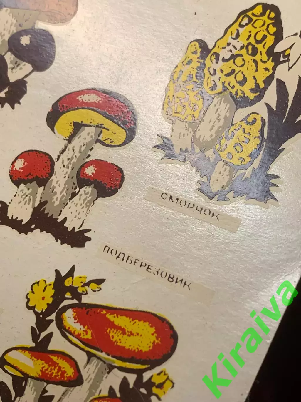 Винтажный лист переводок «Съедобные грибы» СССР, 6 изображений (Н2601) 4