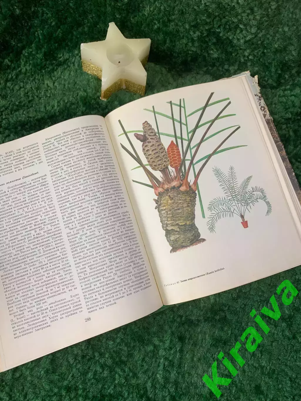 Энциклопедия Том 4 «Жизнь растений» Мхи, плауны, хвощи, папоротник 1976 г. Н7055 4