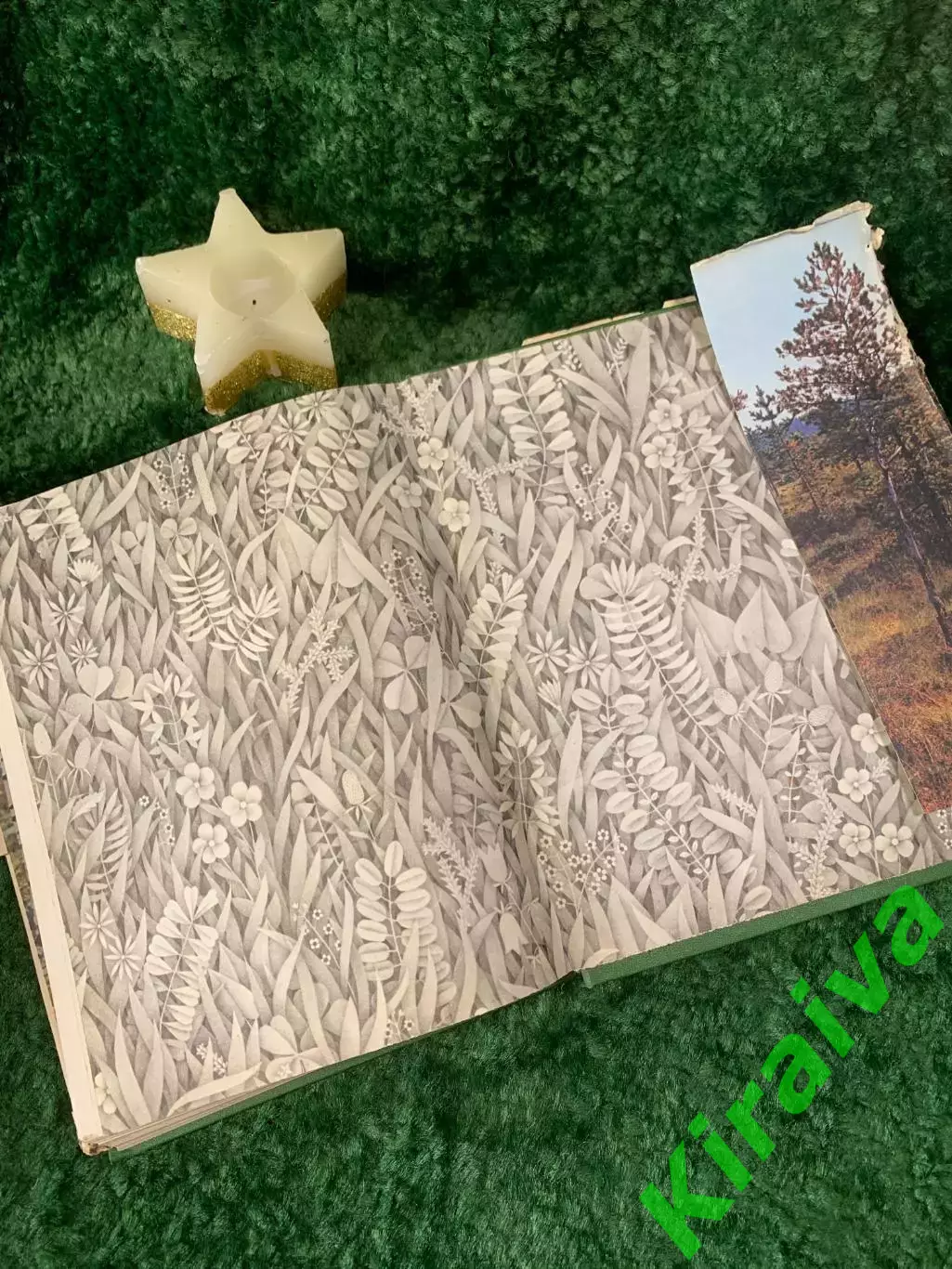 Энциклопедия Том 4 «Жизнь растений» Мхи, плауны, хвощи, папоротник 1976 г. Н7055 6