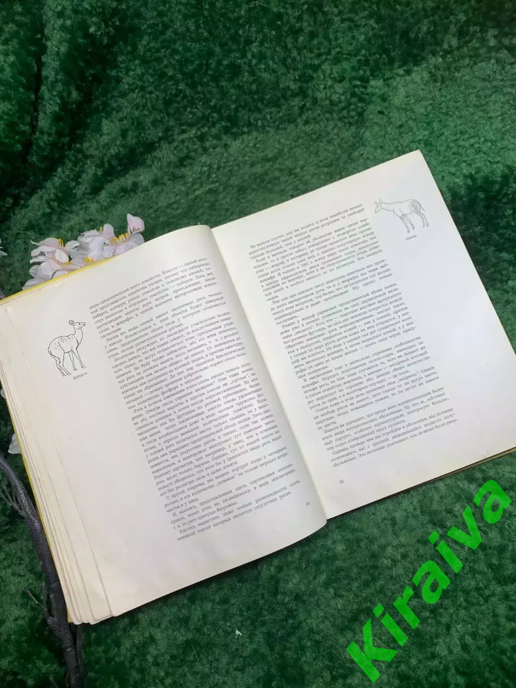 Книга-альбом «Животные близкие и далёкие» — Ян Стычинский, Ян Жабинский,Н8322 4