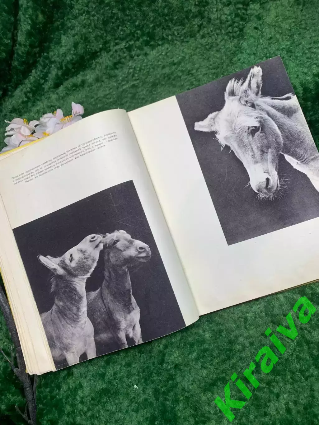 Книга-альбом «Животные близкие и далёкие» — Ян Стычинский, Ян Жабинский,Н8322 5