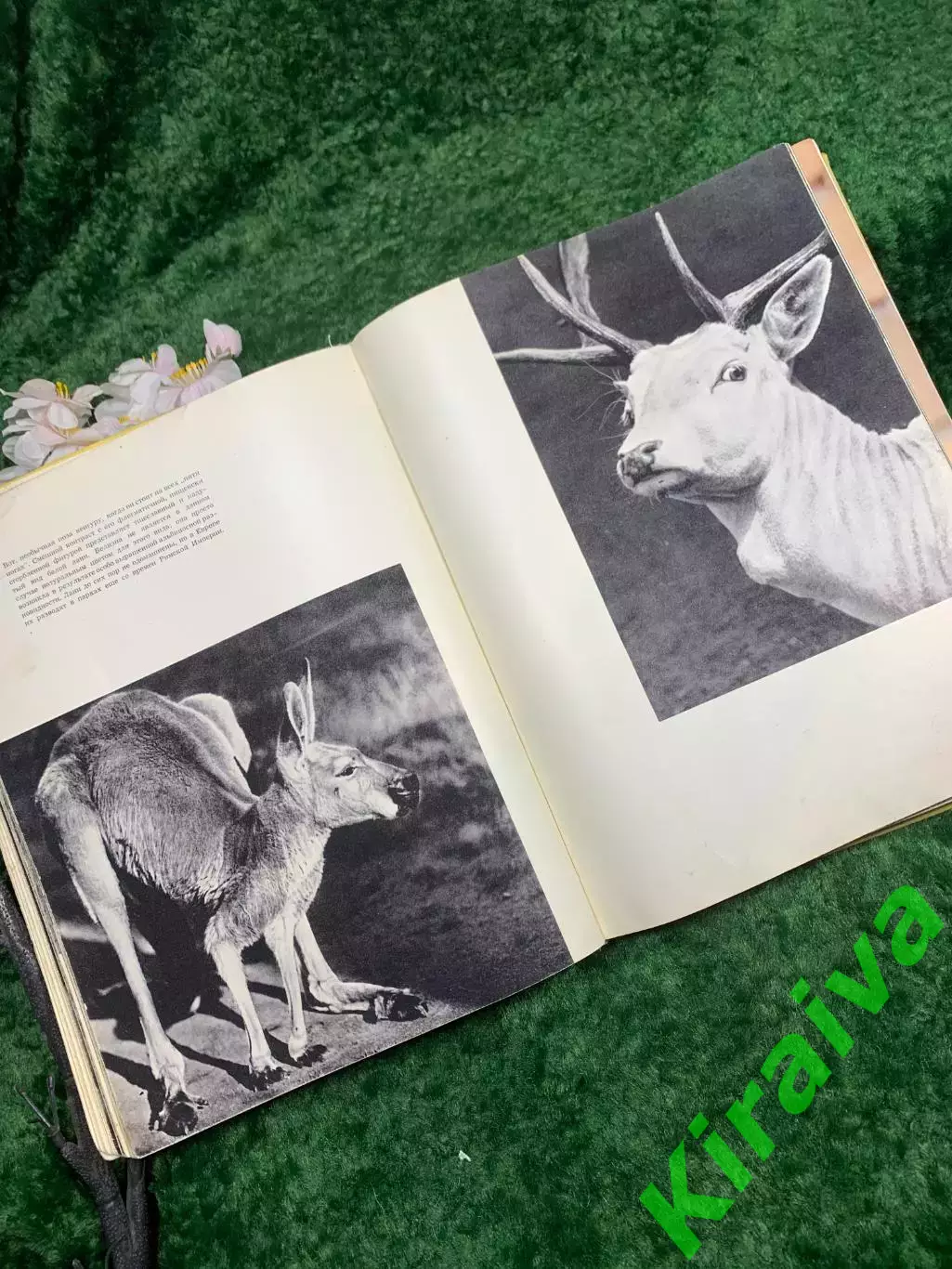 Книга-альбом «Животные близкие и далёкие» — Ян Стычинский, Ян Жабинский,Н8322 6