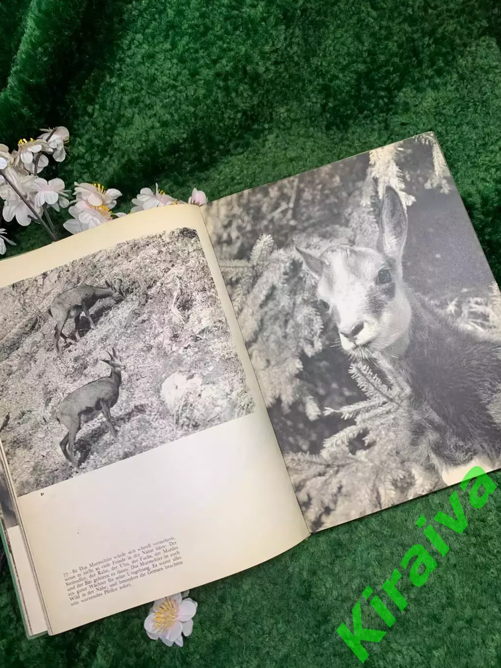 Фотоальбом «Junge Tiere sehen dich an» — Jaroslav Hole?ek, Artia, 1983 г. (Н8340 6