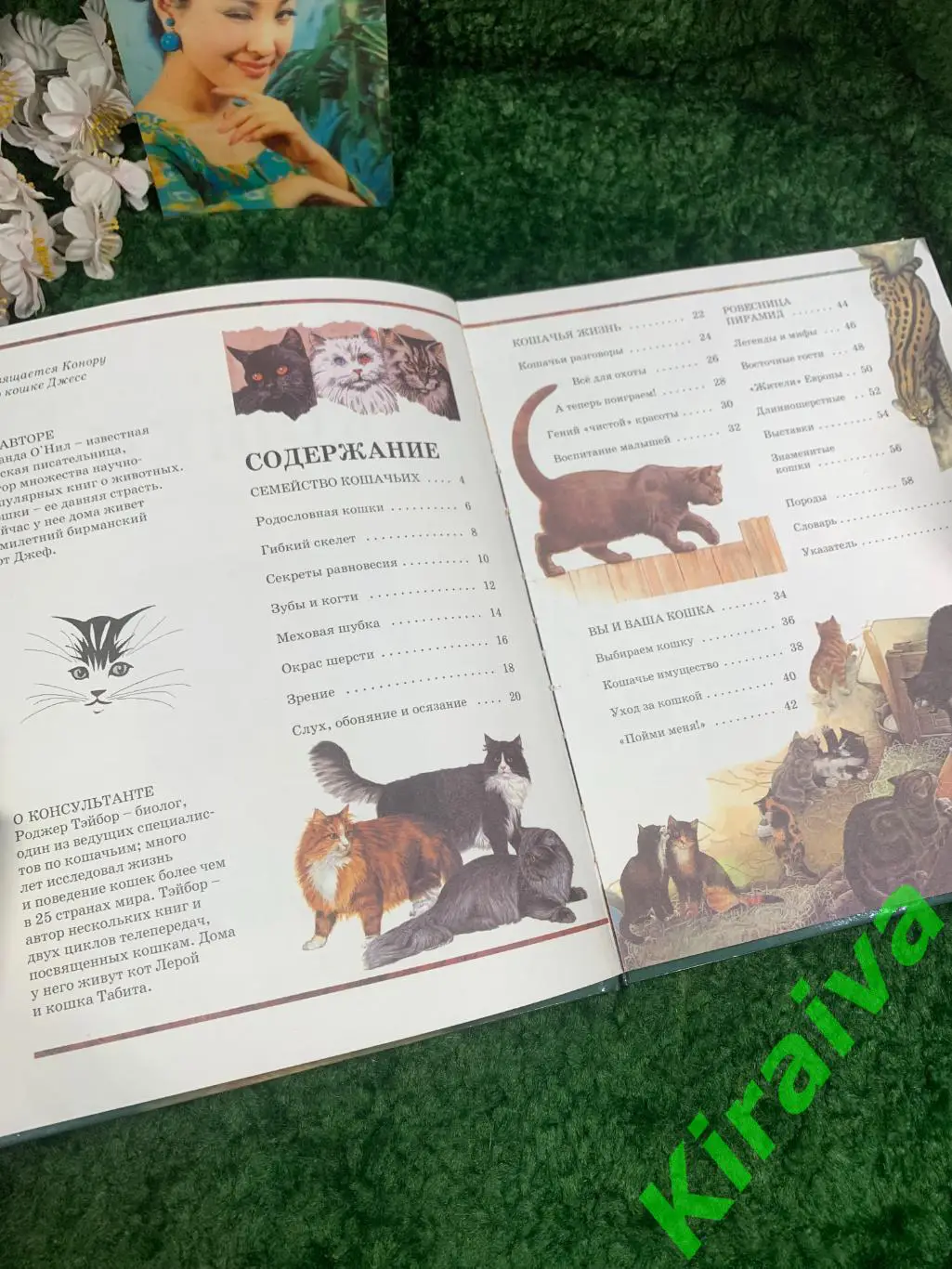 Книга детская энциклопедия Кошки. Эволюция, история, породы, поведение, уход А 2
