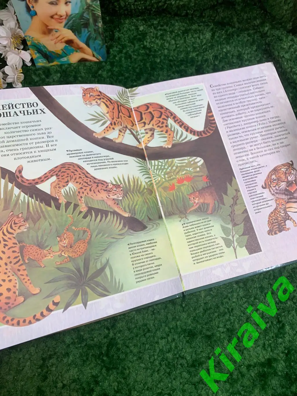 Книга детская энциклопедия Кошки. Эволюция, история, породы, поведение, уход А 3