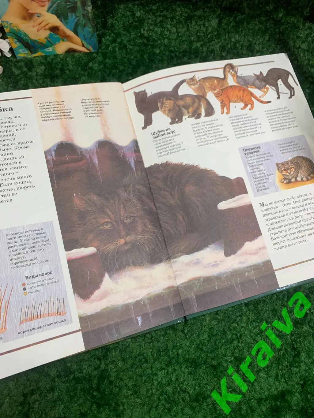 Книга детская энциклопедия Кошки. Эволюция, история, породы, поведение, уход А 4