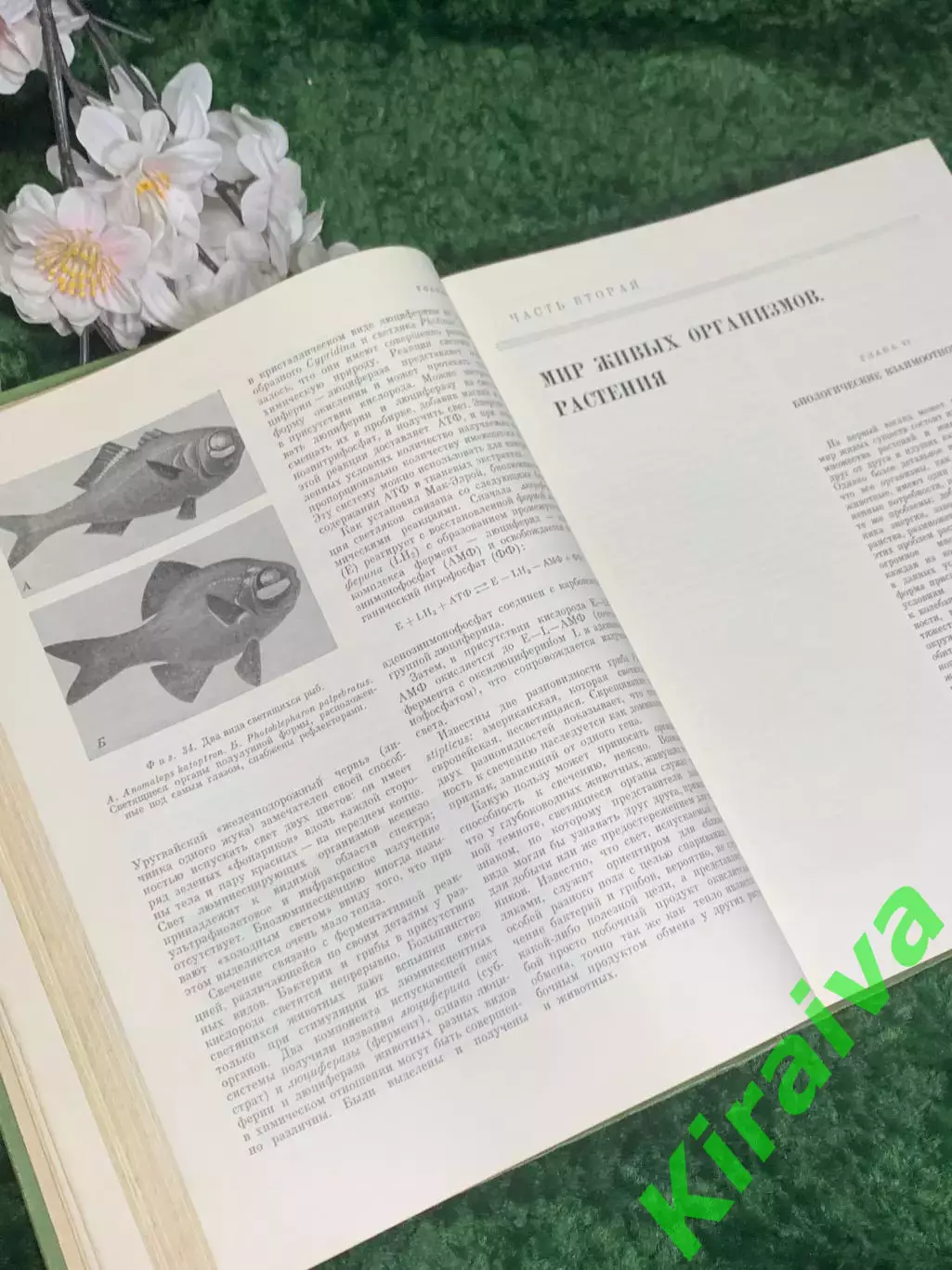 Книга учебное, научное издание «Биология» К. Вилли, «Мир», 1966 г., Н2372 4