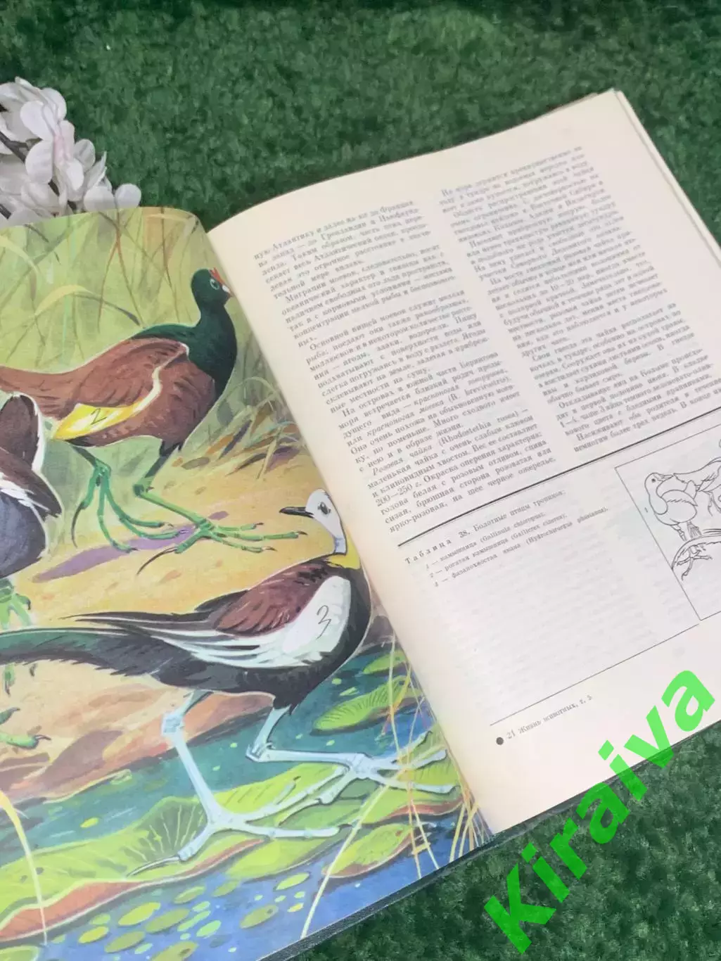 Книга антикварный том 5 из серии энциклопедий «Жизнь животных», 1970 г., Н2373 6