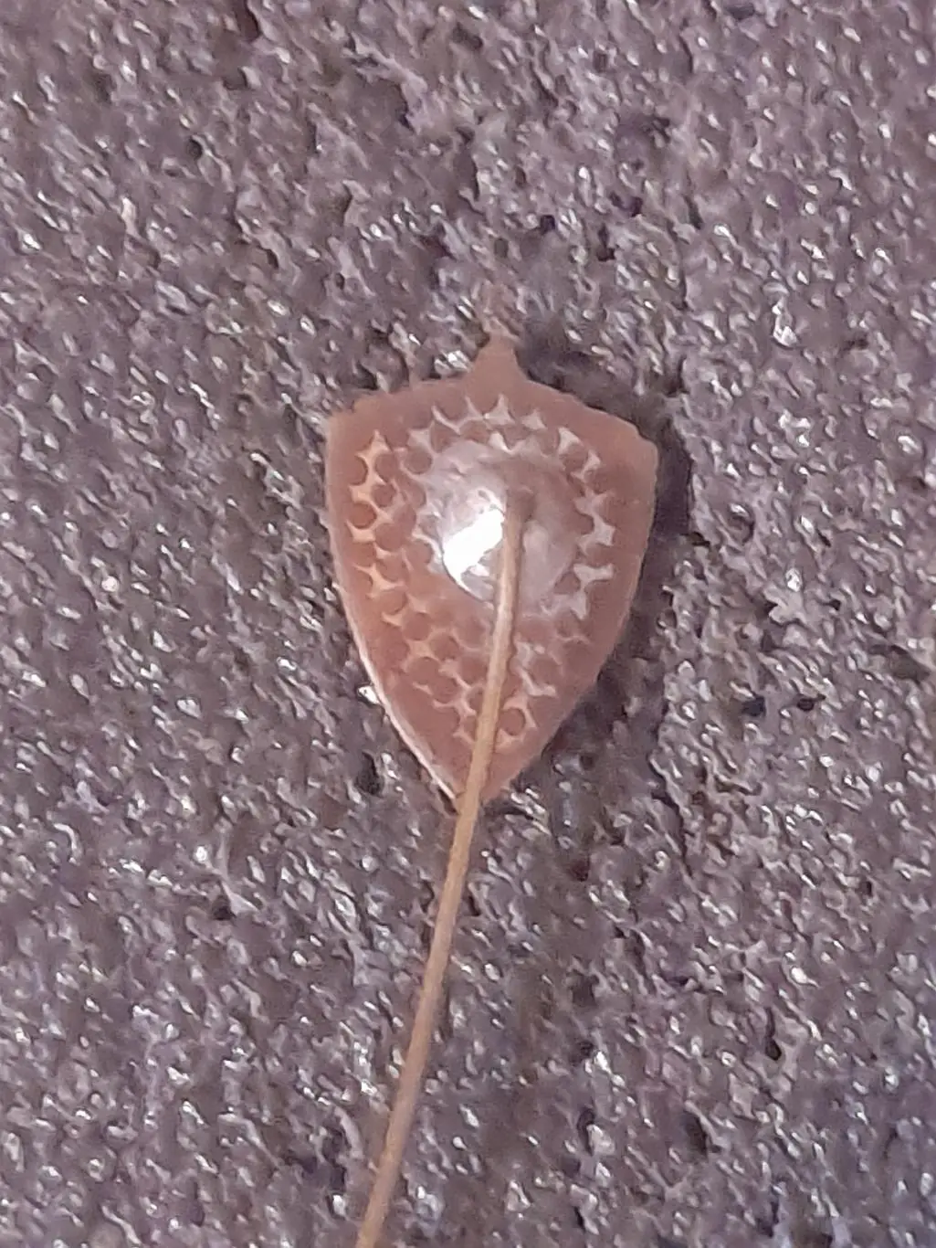 Югославія Федерація футболу/Yugoslavia Football Federation(1)оригінал 1