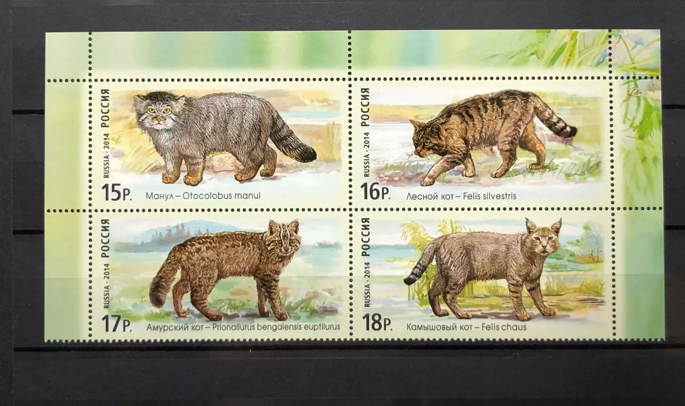 Россия 2014. Фауна России. Дикие кошки