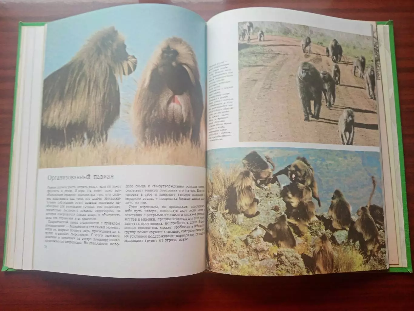 Пру Нейпье. Джон Нейпье. Обезьяны. 1984 год 7