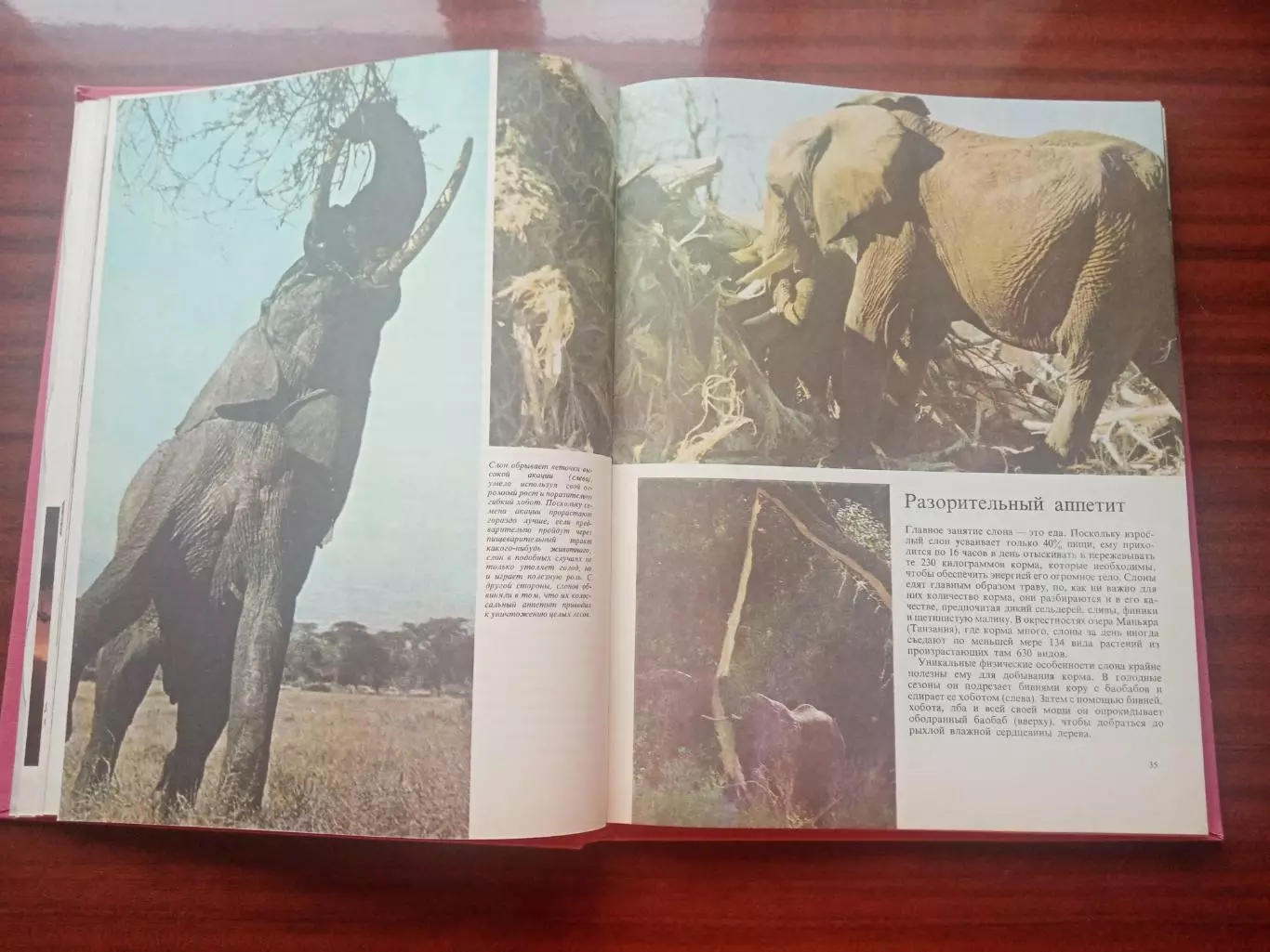 Пру Нейпье. Слоны и другие гиганты суши. 1983 год 5