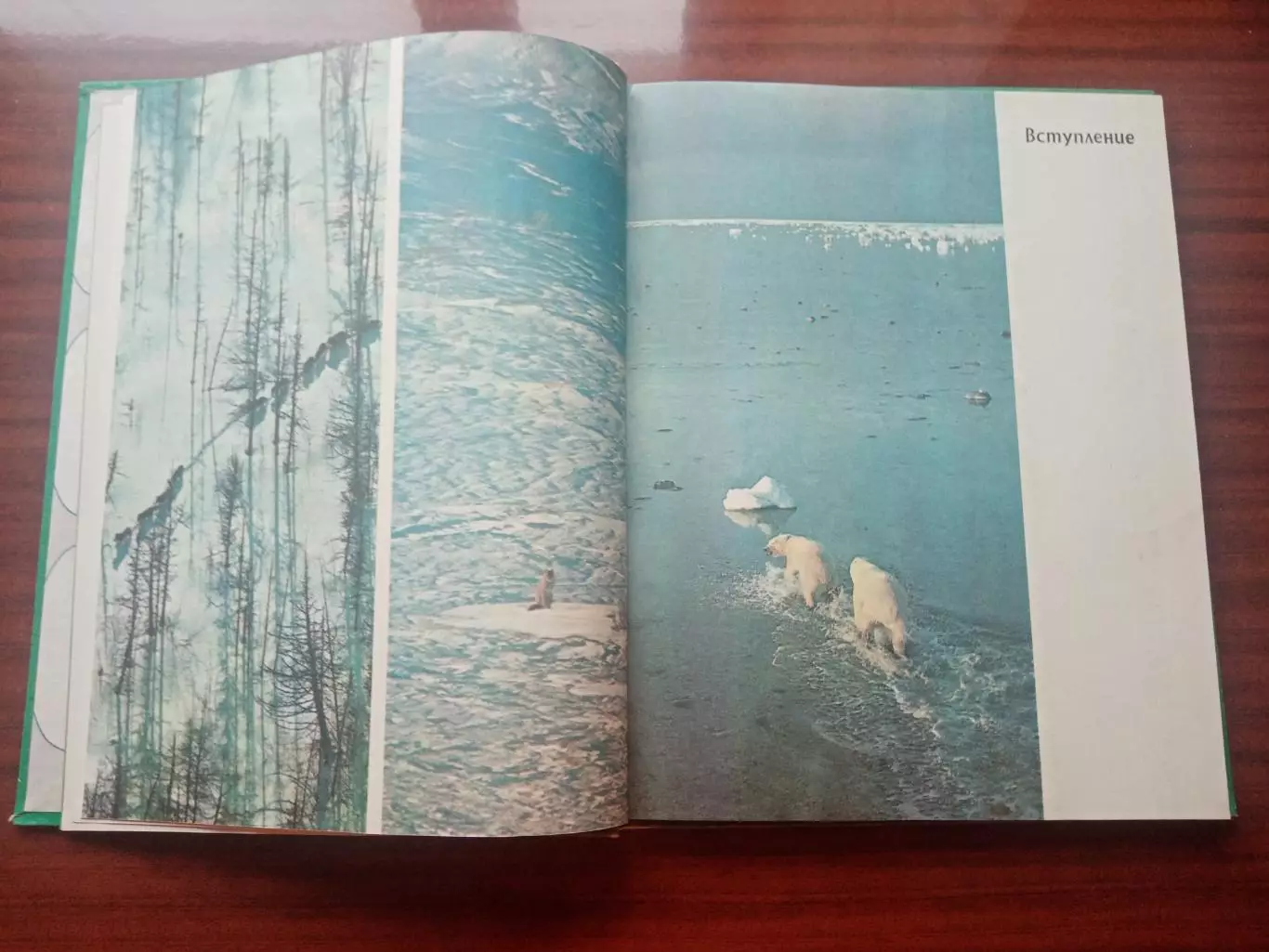 Огдэн Теннер. Медведи и другие хищные звери. 1980 год 4