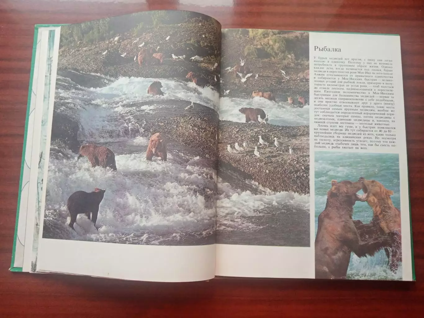 Огдэн Теннер. Медведи и другие хищные звери. 1980 год 5
