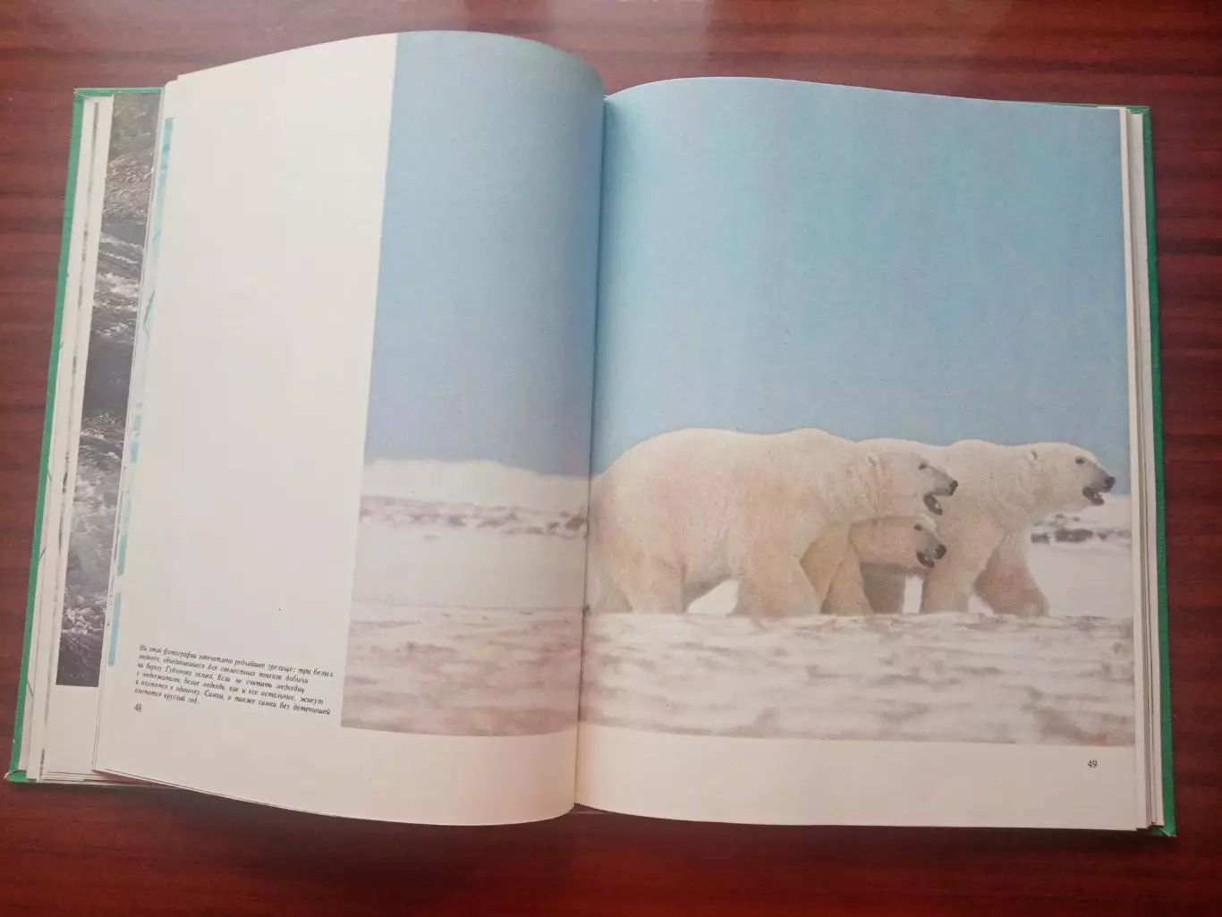 Огдэн Теннер. Медведи и другие хищные звери. 1980 год 6