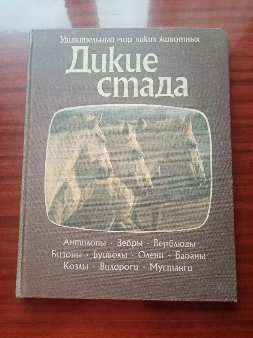 Джон Нири. Дикие стада. 1984 год