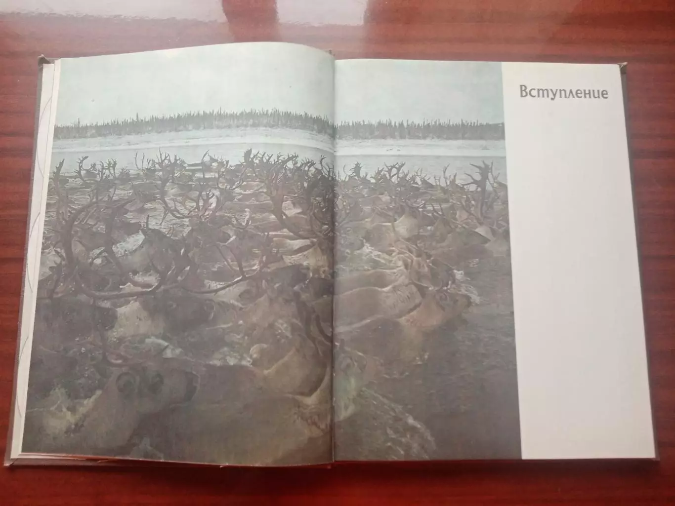 Джон Нири. Дикие стада. 1984 год 4