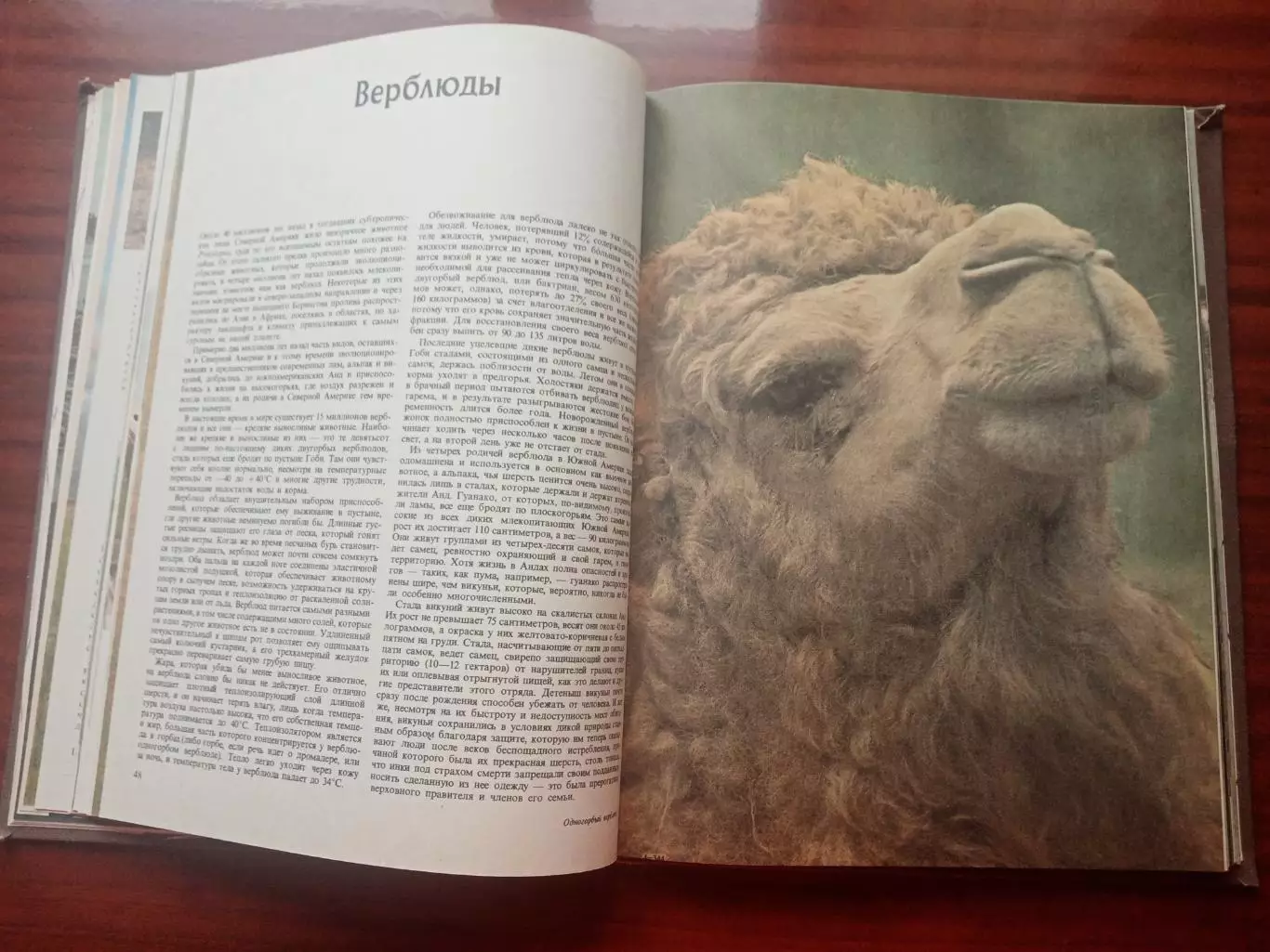 Джон Нири. Дикие стада. 1984 год 6