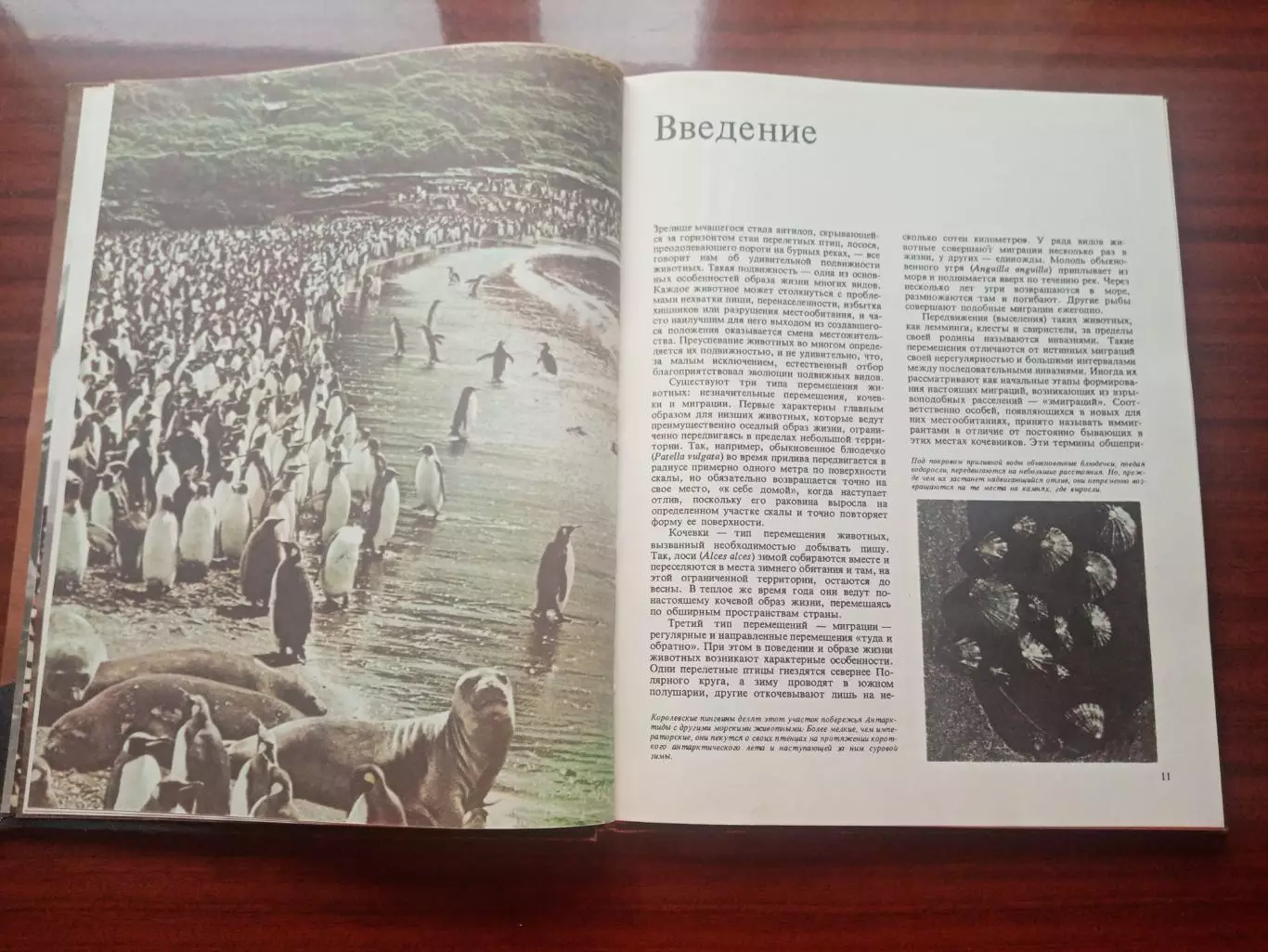 Джон Клаудсли-Томпсон. Миграция животных. 1982 год 3