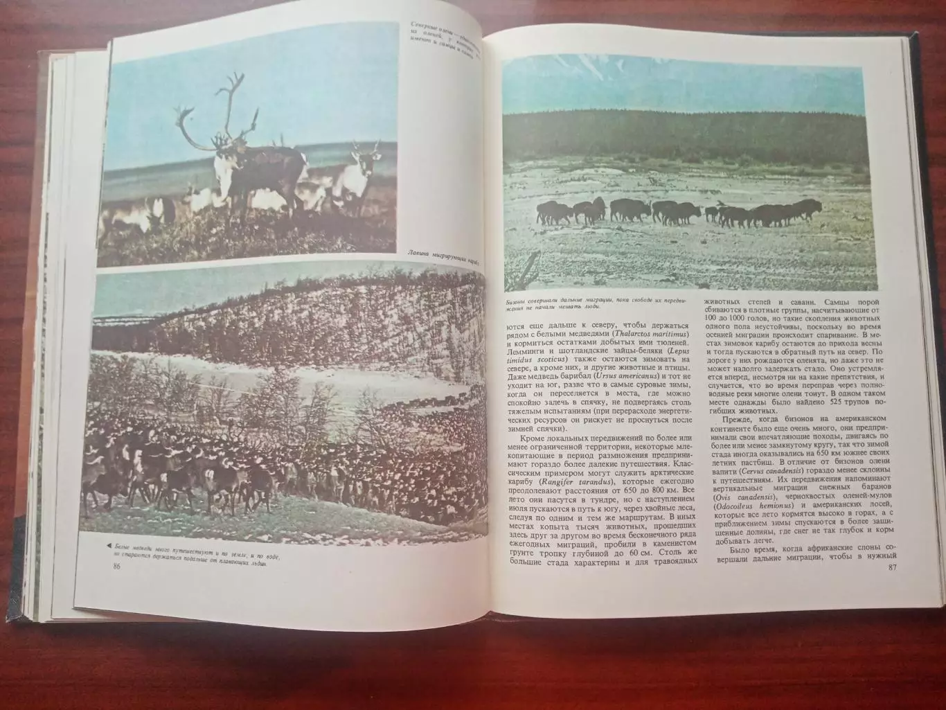Джон Клаудсли-Томпсон. Миграция животных. 1982 год 7