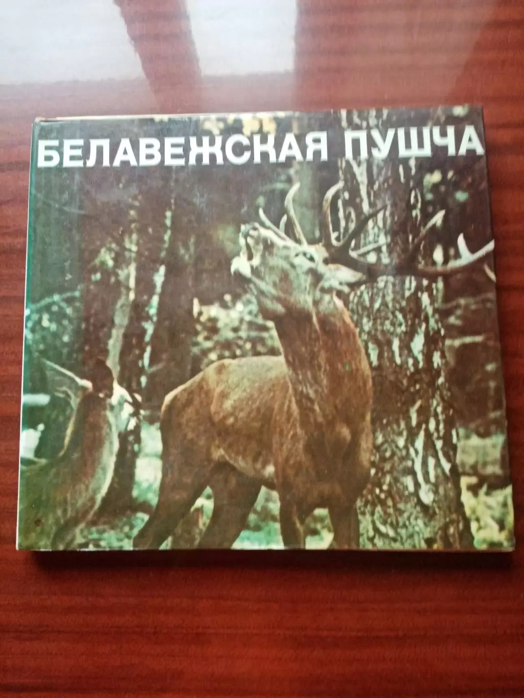 Фотоальбом Беловежская пуща. Беларусь 1973 год