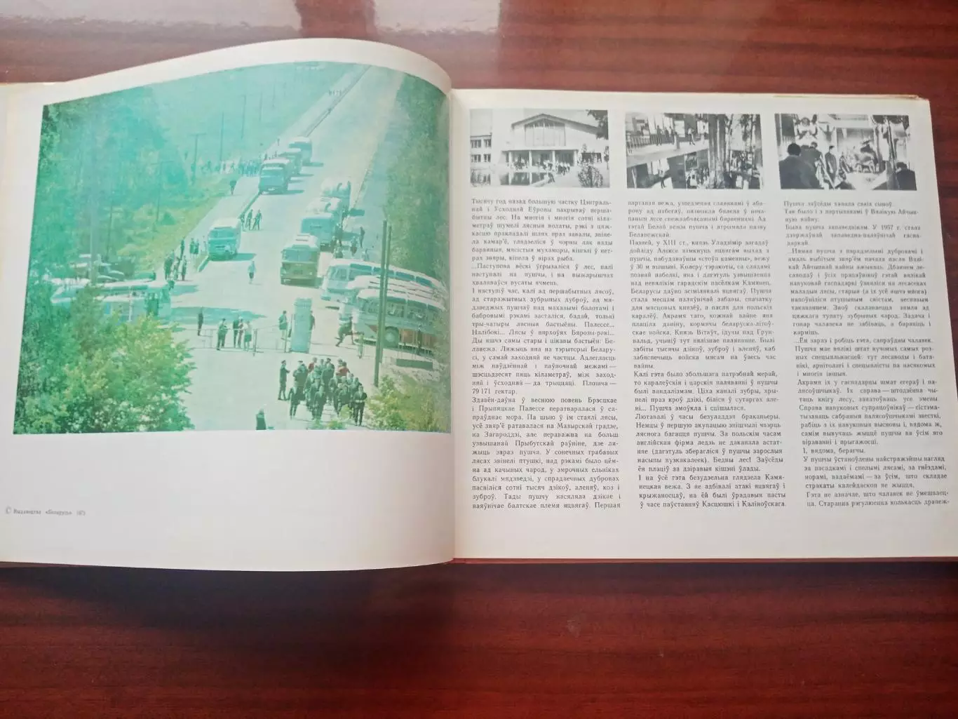 Фотоальбом Беловежская пуща. Беларусь 1973 год 2