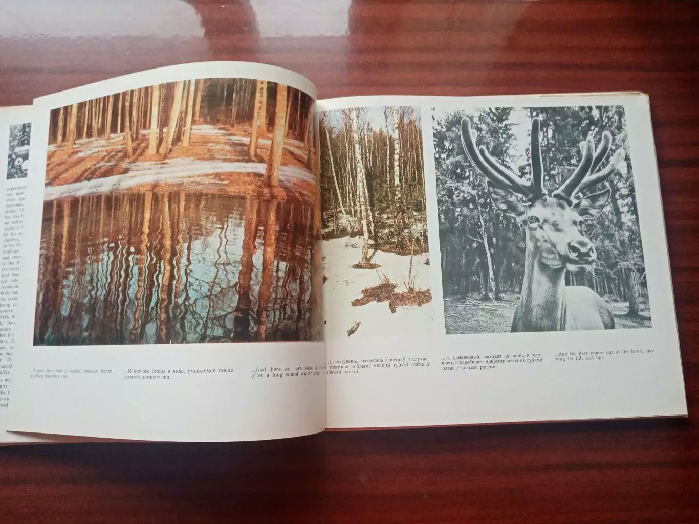 Фотоальбом Беловежская пуща. Беларусь 1973 год 3