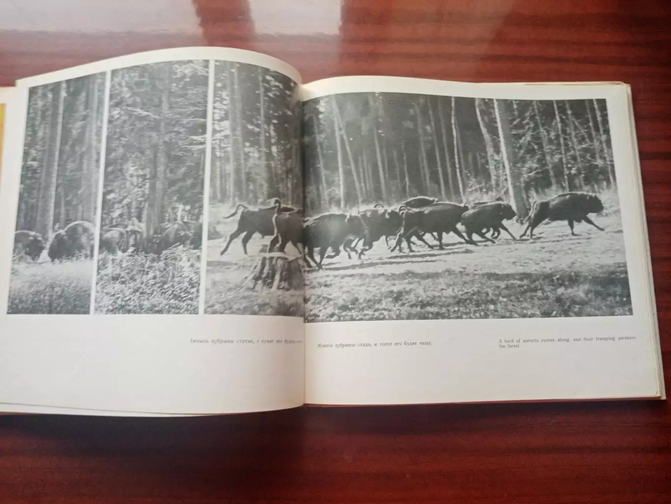 Фотоальбом Беловежская пуща. Беларусь 1973 год 5