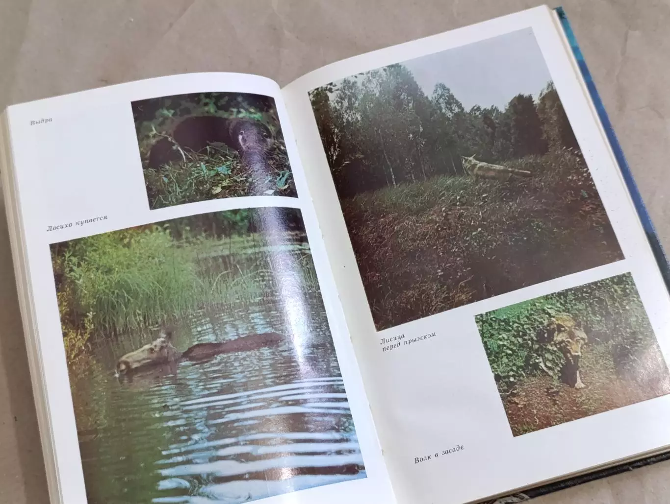 Охотник и рыболов Украины М. А. Сафронов Н. А. Корж 1986 4