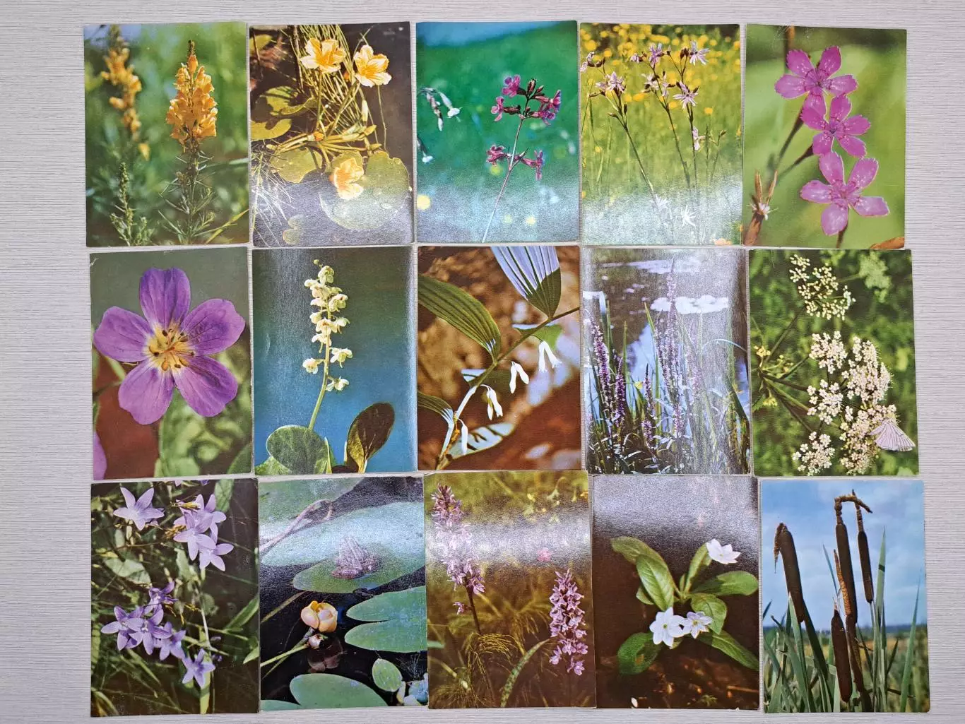 Пособие по ботанике для школьников 5-6 классов, СССР 1973 год 4