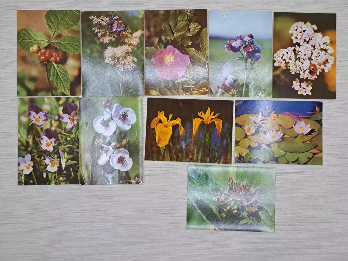 Пособие по ботанике для школьников 5-6 классов, СССР 1973 год 6