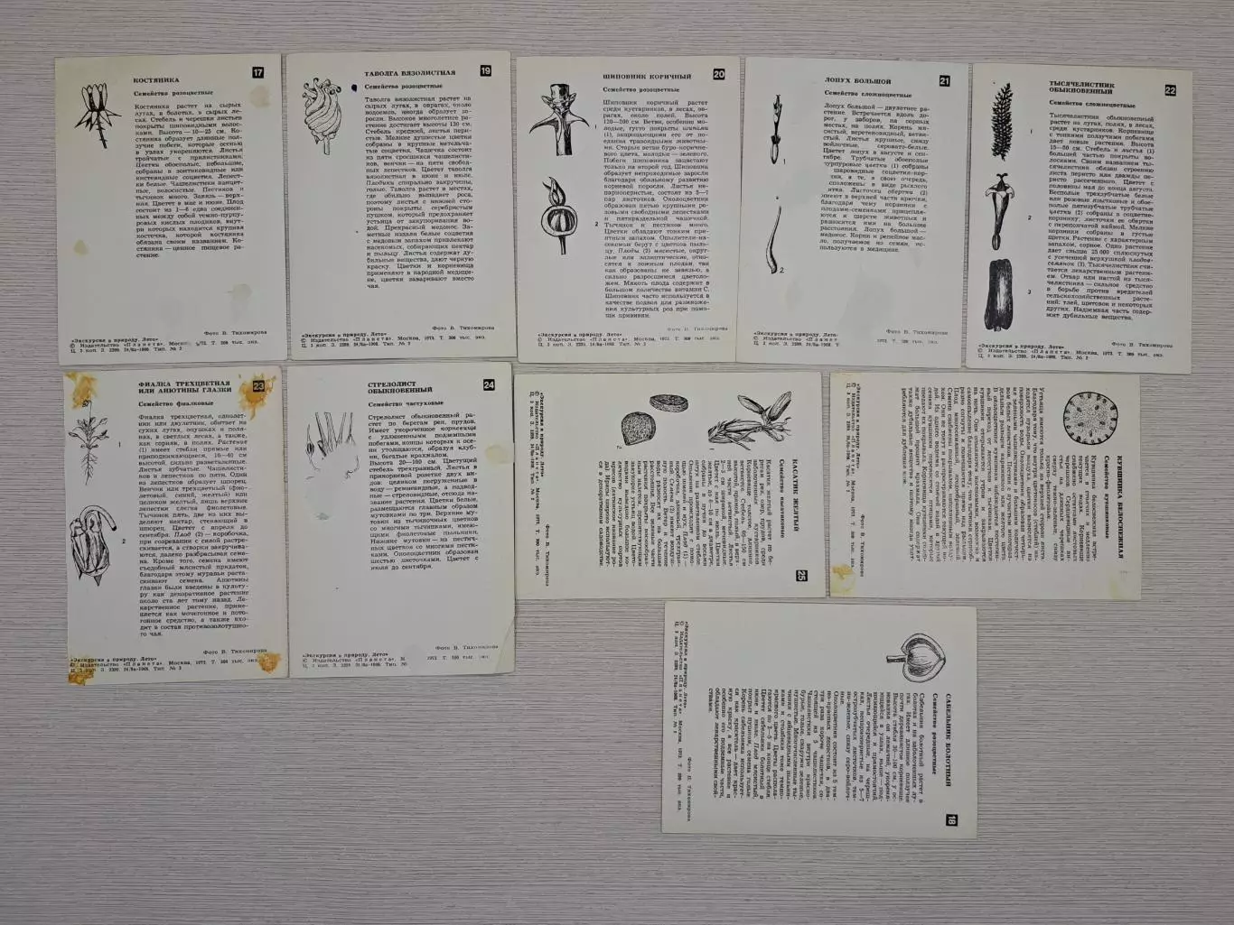 Пособие по ботанике для школьников 5-6 классов, СССР 1973 год 7